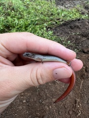 Calyptotis scutirostrum