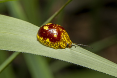 Paropsis maculata