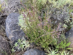Ericeae
