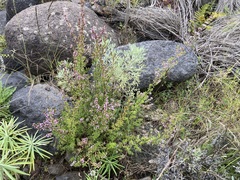 Ericeae