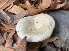Lactarius alnicola
