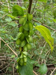 Dioscorea transversa