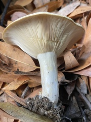 Lactarius alnicola