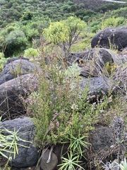 Ericeae