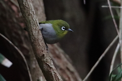 Zosterops virens capensis