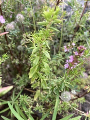 Ericeae
