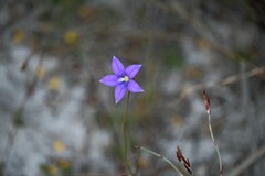 Wahlenbergia stricta