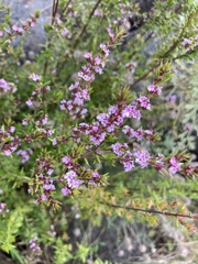 Ericeae