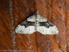 Xanthorhoe defensaria