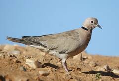 Streptopelia roseogrisea