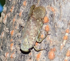 Poiocerinae