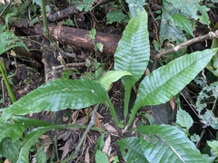 Leptochilus decurrens