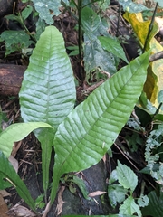 Leptochilus decurrens