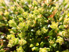 Pultenaea densifolia