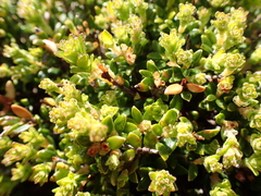 Pultenaea densifolia