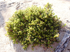 Pultenaea densifolia