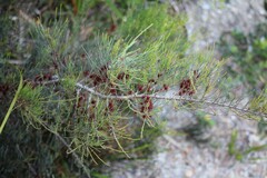 Allocasuarina