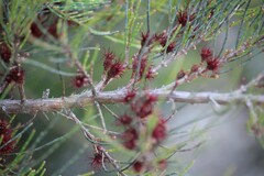 Allocasuarina