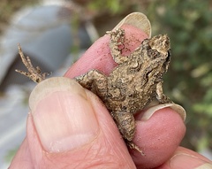 Crinia pseudinsignifera