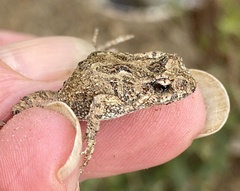 Crinia pseudinsignifera