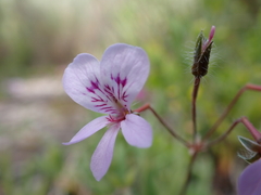 Pelargonium rodneyanum