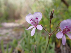 Pelargonium rodneyanum