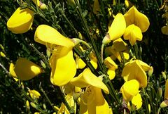 Cytisus scoparius image