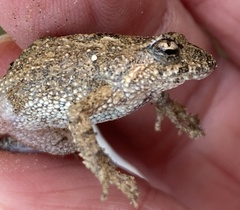 Crinia pseudinsignifera