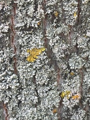 Xanthoria parietina