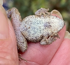 Crinia pseudinsignifera