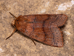 Agrochola pistacinoides