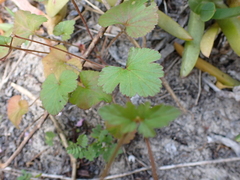 Pelargonium rodneyanum