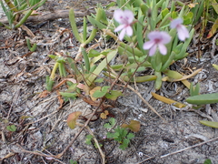 Pelargonium rodneyanum