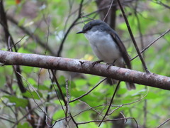 Eopsaltria georgiana