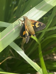 Trapezites symmomus