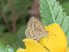 Pseudozizeeria maha okinawana
