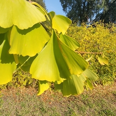 Ginkgo
