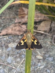 Trapezites symmomus