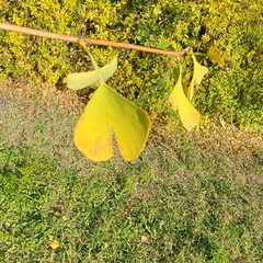 Ginkgo