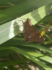 Trapezites symmomus