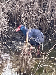 Porphyrio porphyrio