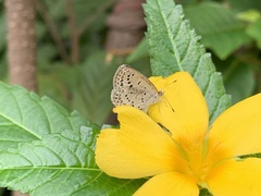 Pseudozizeeria maha okinawana