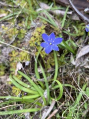 Chamaescilla corymbosa