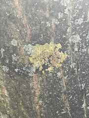 Xanthoria parietina