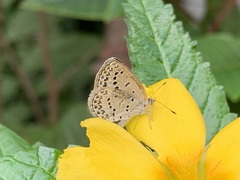 Pseudozizeeria maha okinawana
