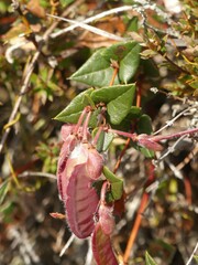 Platylobium triangulare