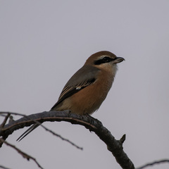 Lanius bucephalus