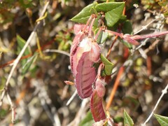 Platylobium triangulare