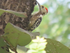 Leiopicus mahrattensis