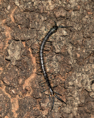 Scolopendra japonica